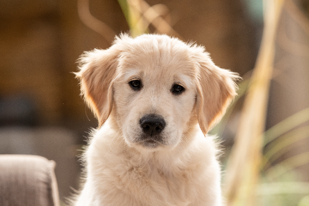 Goede Doelen Cadeaukaart KNGF Geleidehonden