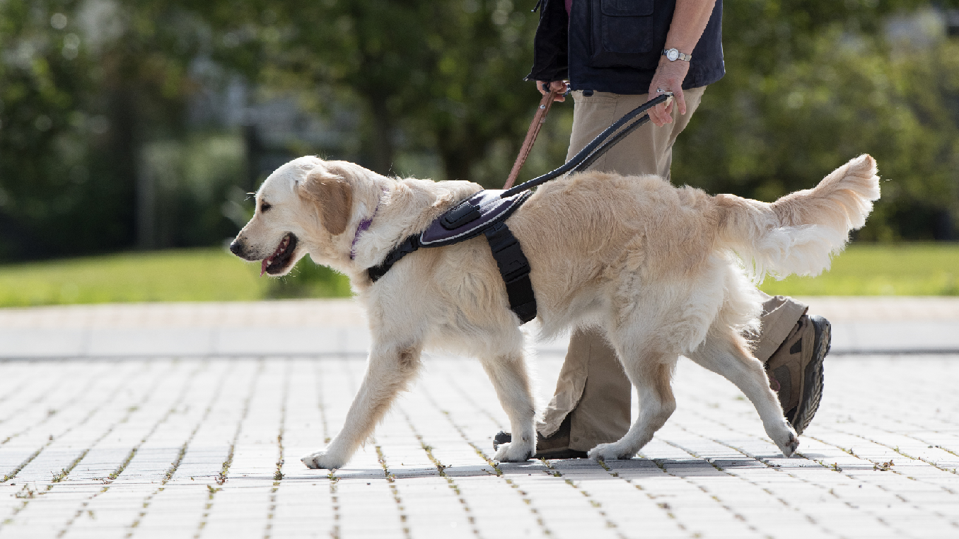 Goede Doelen Cadeaukaart KNGF Geleidehonden