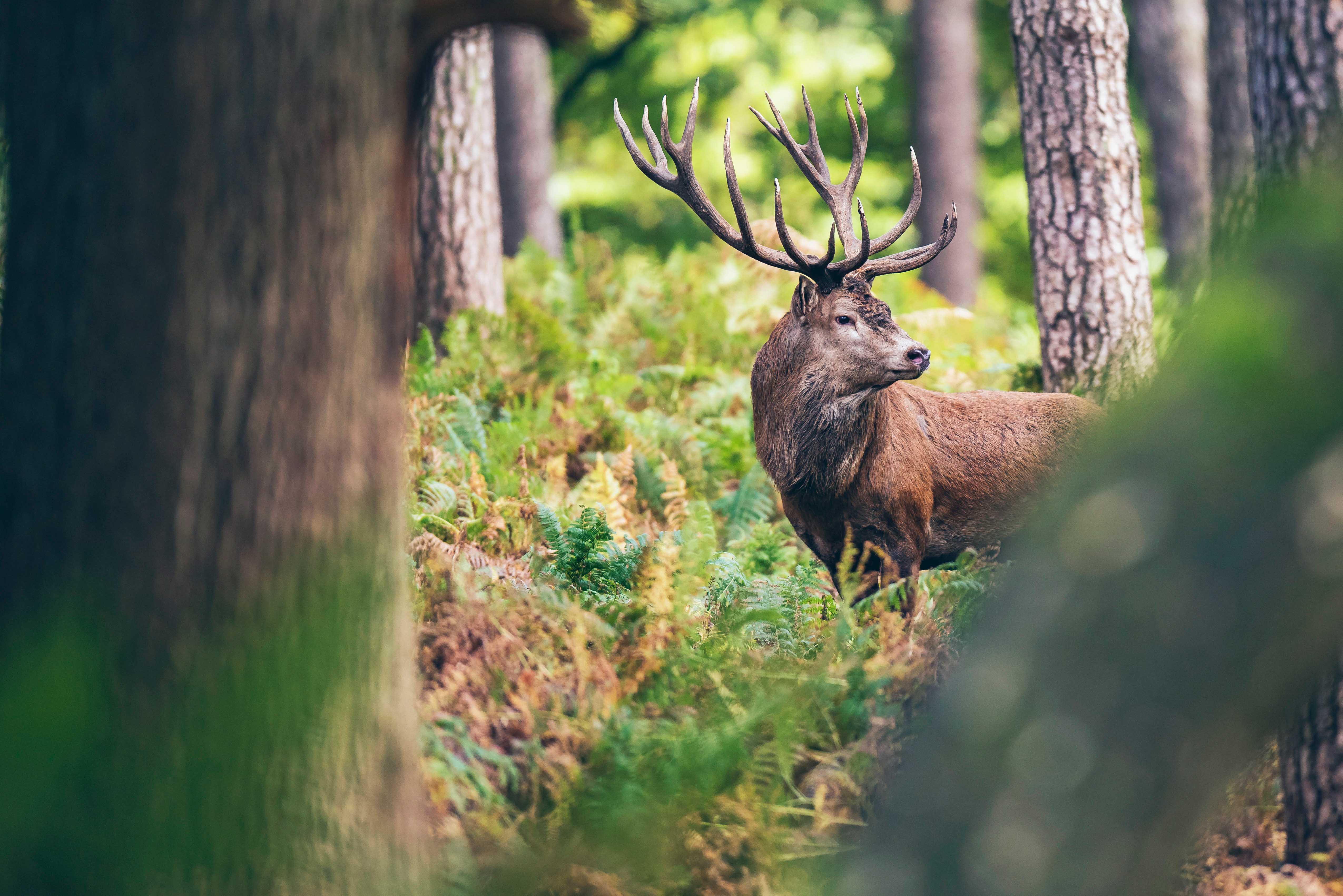 Goede Doelen Cadeaukaart Natuurmonumenten